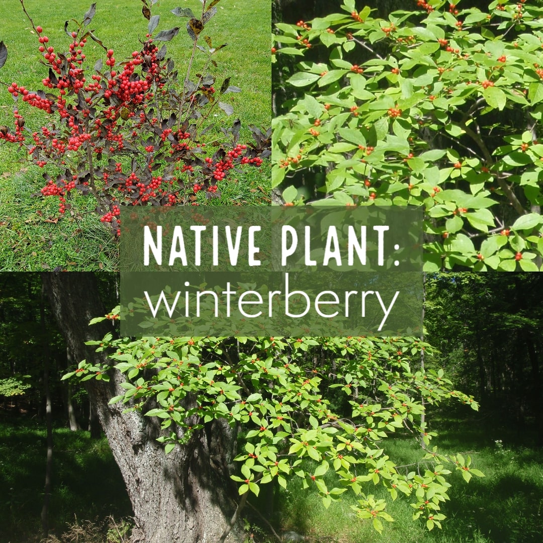 Native plant: winterberry