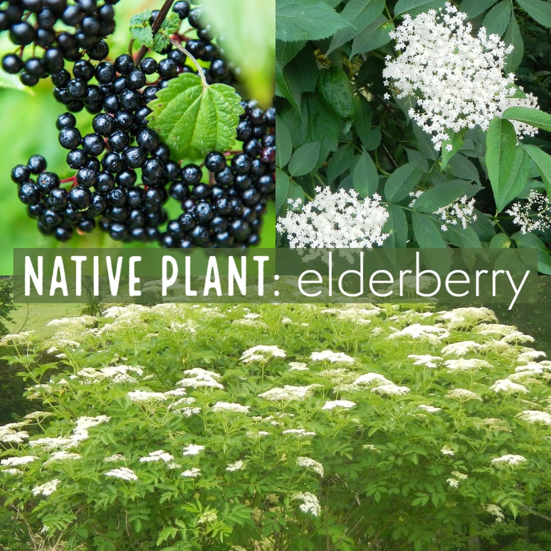 Native plant: elderberry