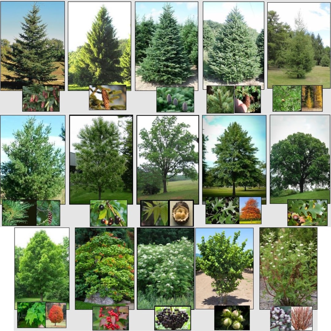 Image of various trees and shrubs featured in annual tree and shrub sale.