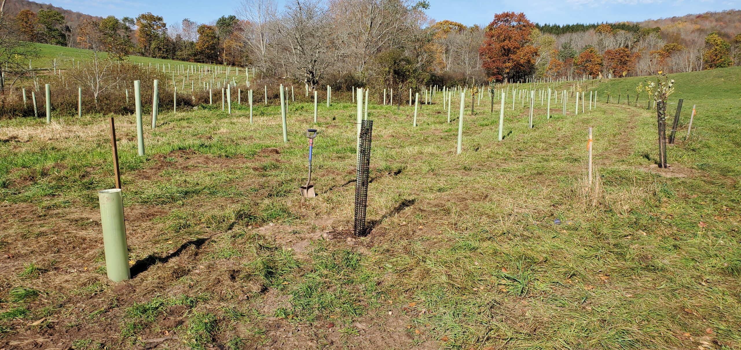 View of field planted with saplings protected by green plastic sleeves.