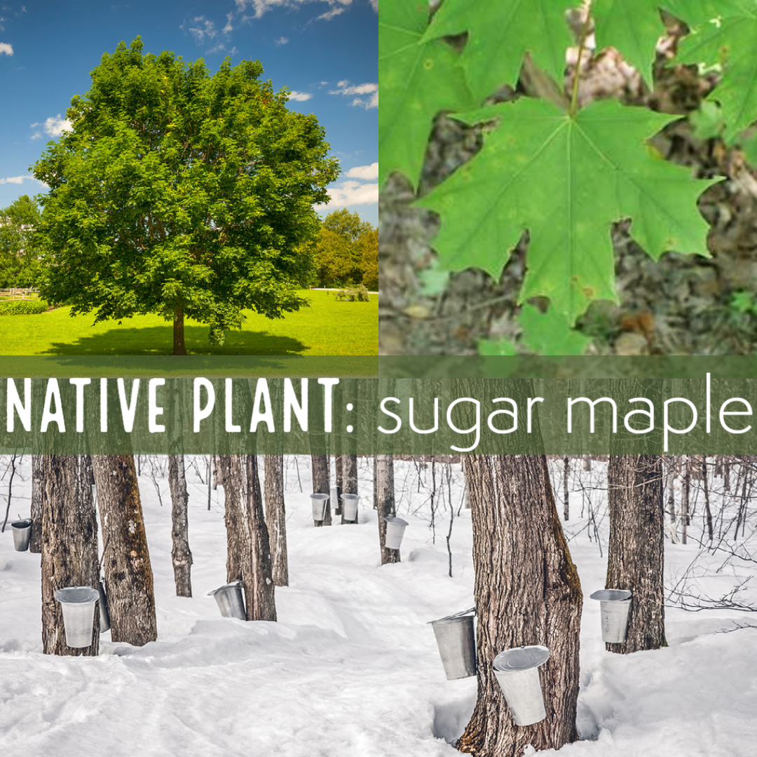 Native plant sugar maple