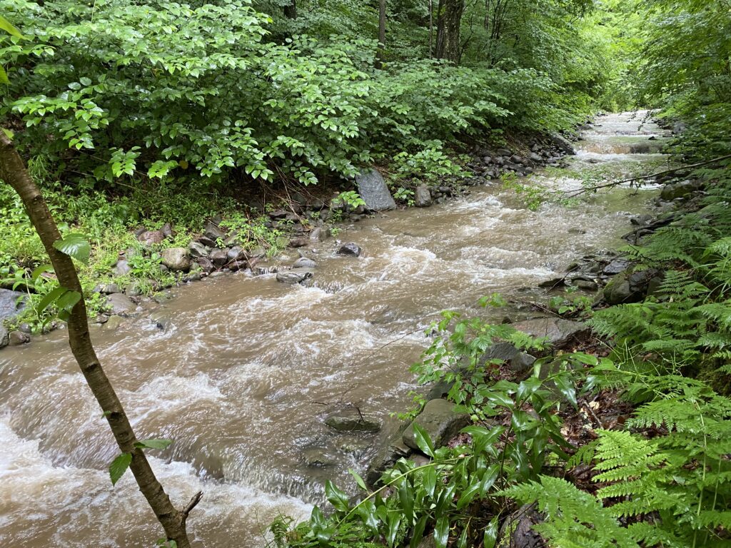 2022 photo of Marvin Hollow stream rushing along with green forest vegetation on either side.