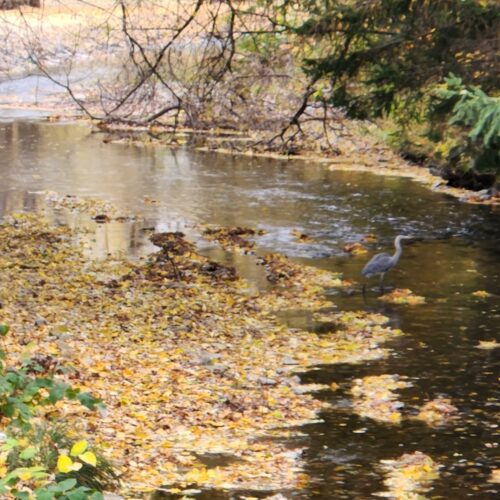 Walton Village's West Brook stream well bank stabilization project completion showing restored stream and banks. Blue heron is wading in middle of stream.