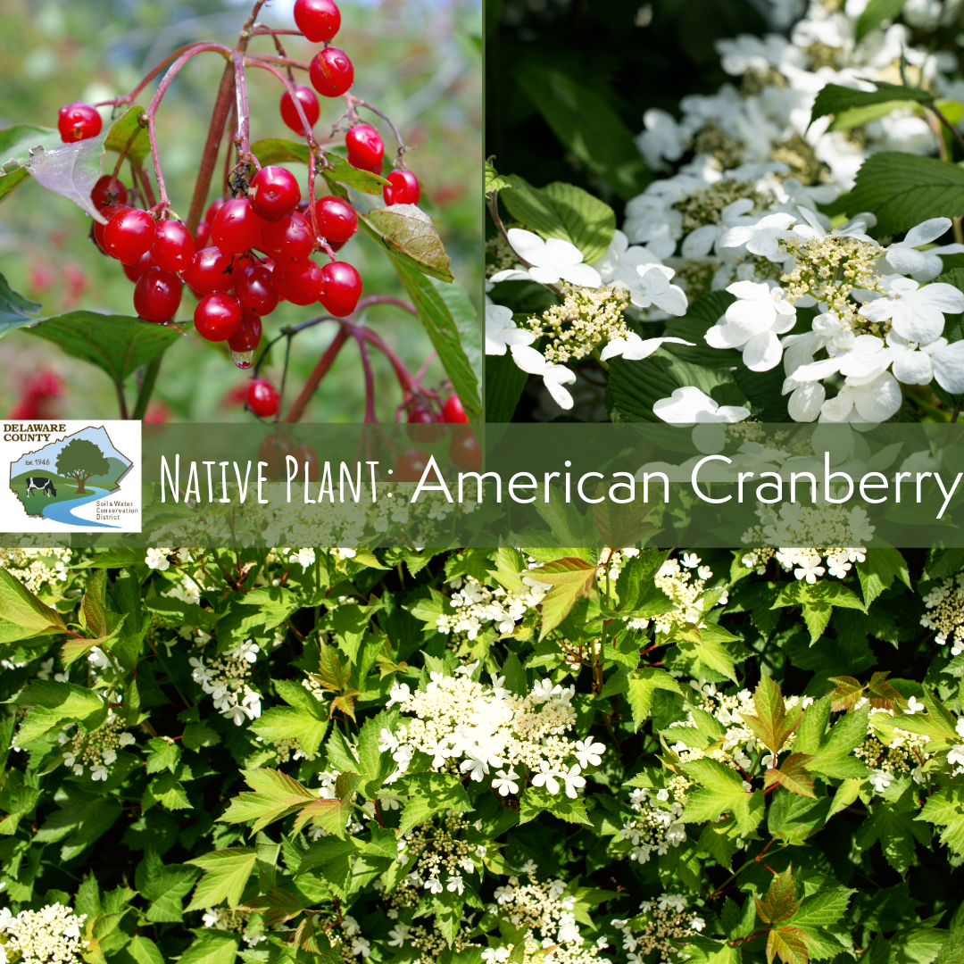 Berries, flowers and foliage of American cranberry.