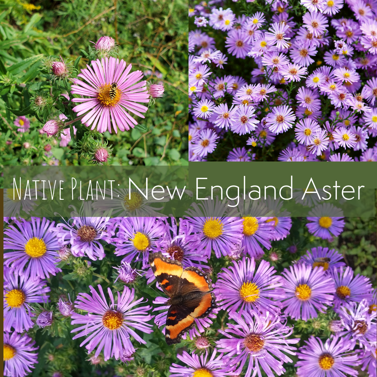 Aster blooms