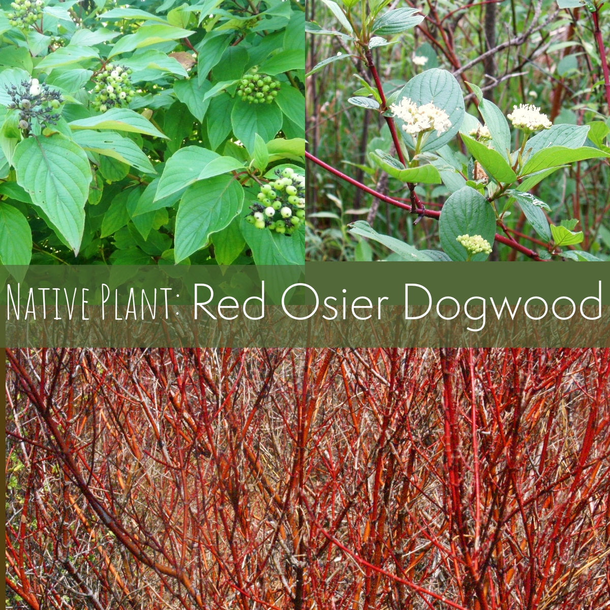 Berries, flowers, and red stems of Red Osier Dogwood.