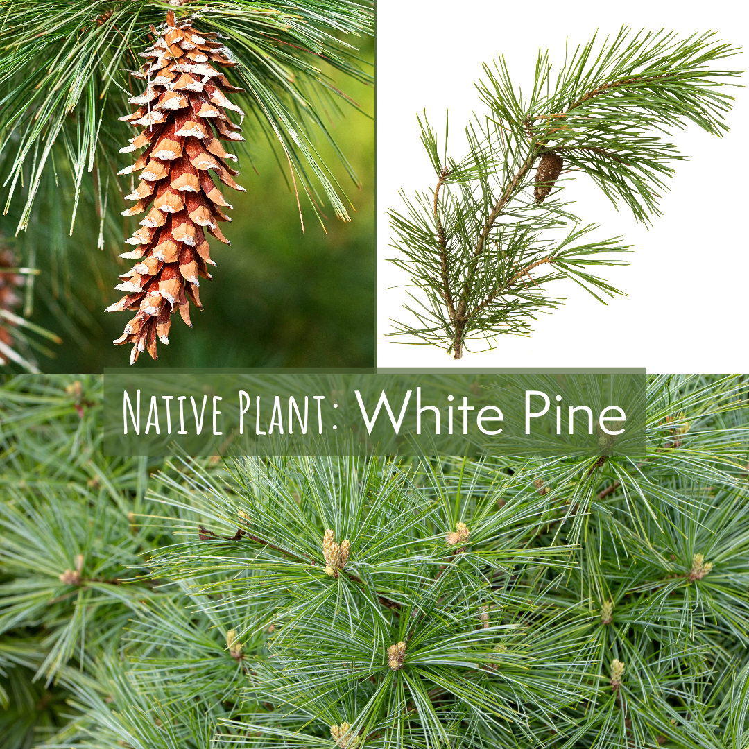 Cone, branch, and needles of white pine.