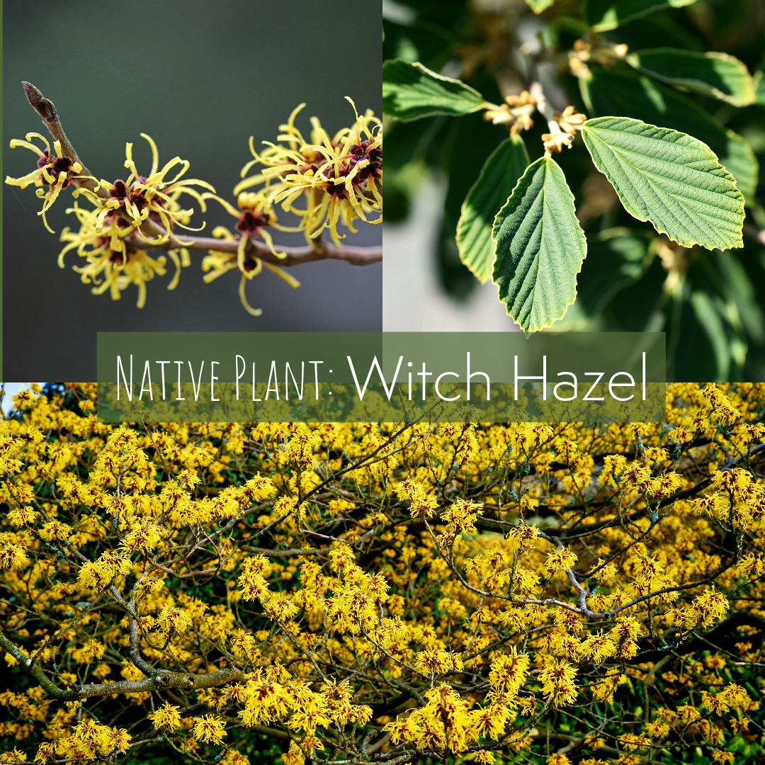 Flowers, leaves, and form of witch hazel.