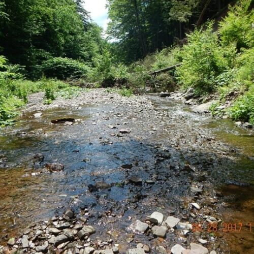 Looking downstream at Phase II. Eroding streambank on the right has deposited large woody debris in the stream channel.