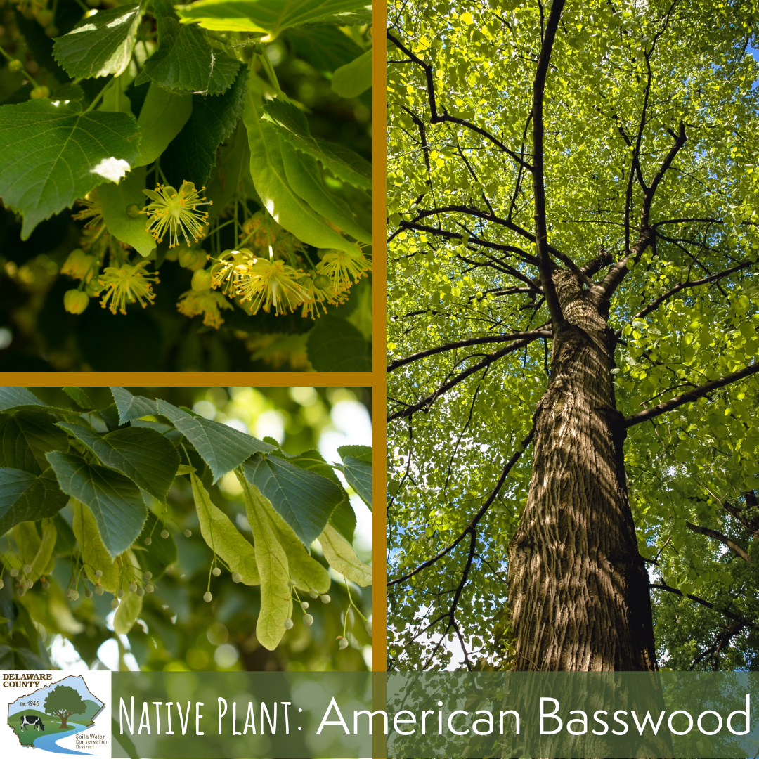 American Basswood