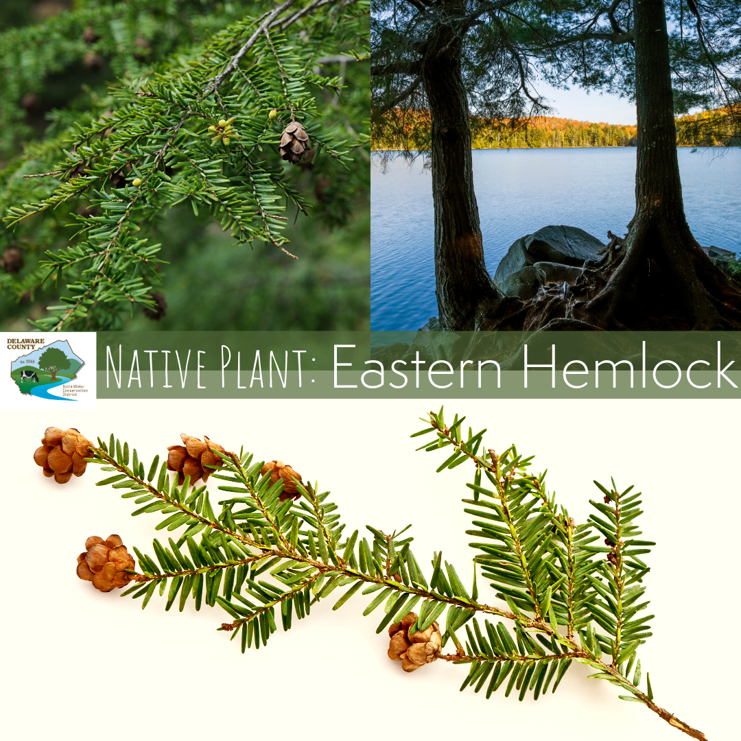 Eastern Hemlock