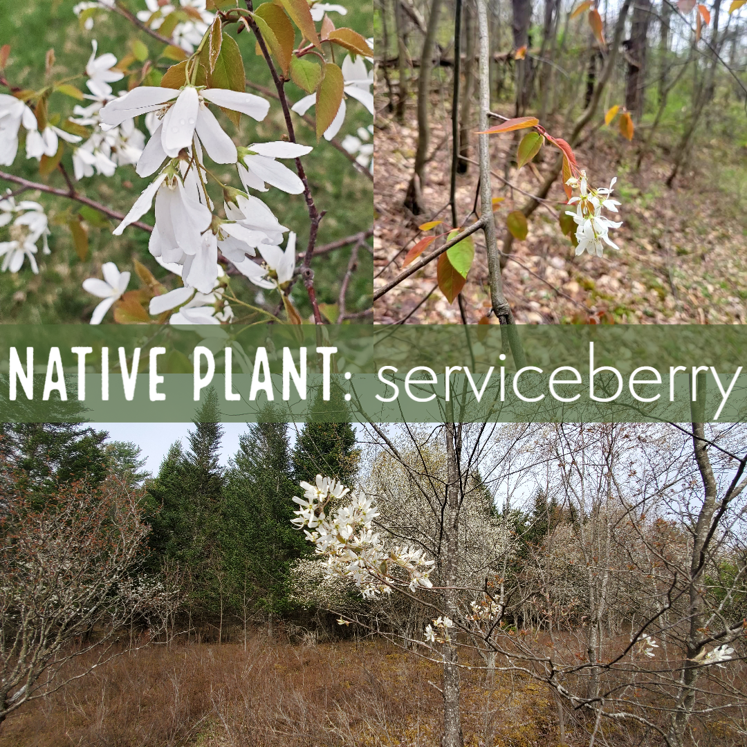 Serviceberry