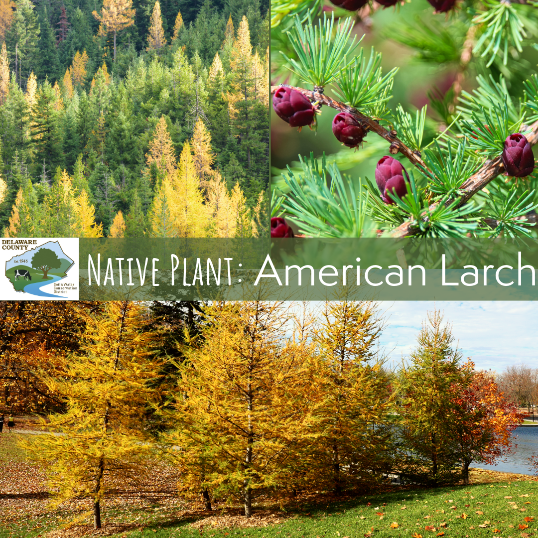 American Larch