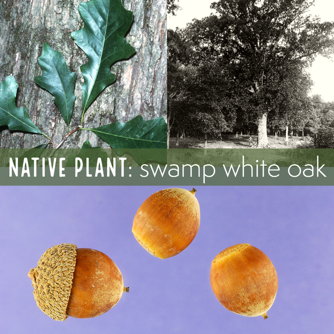 Swamp White Oak