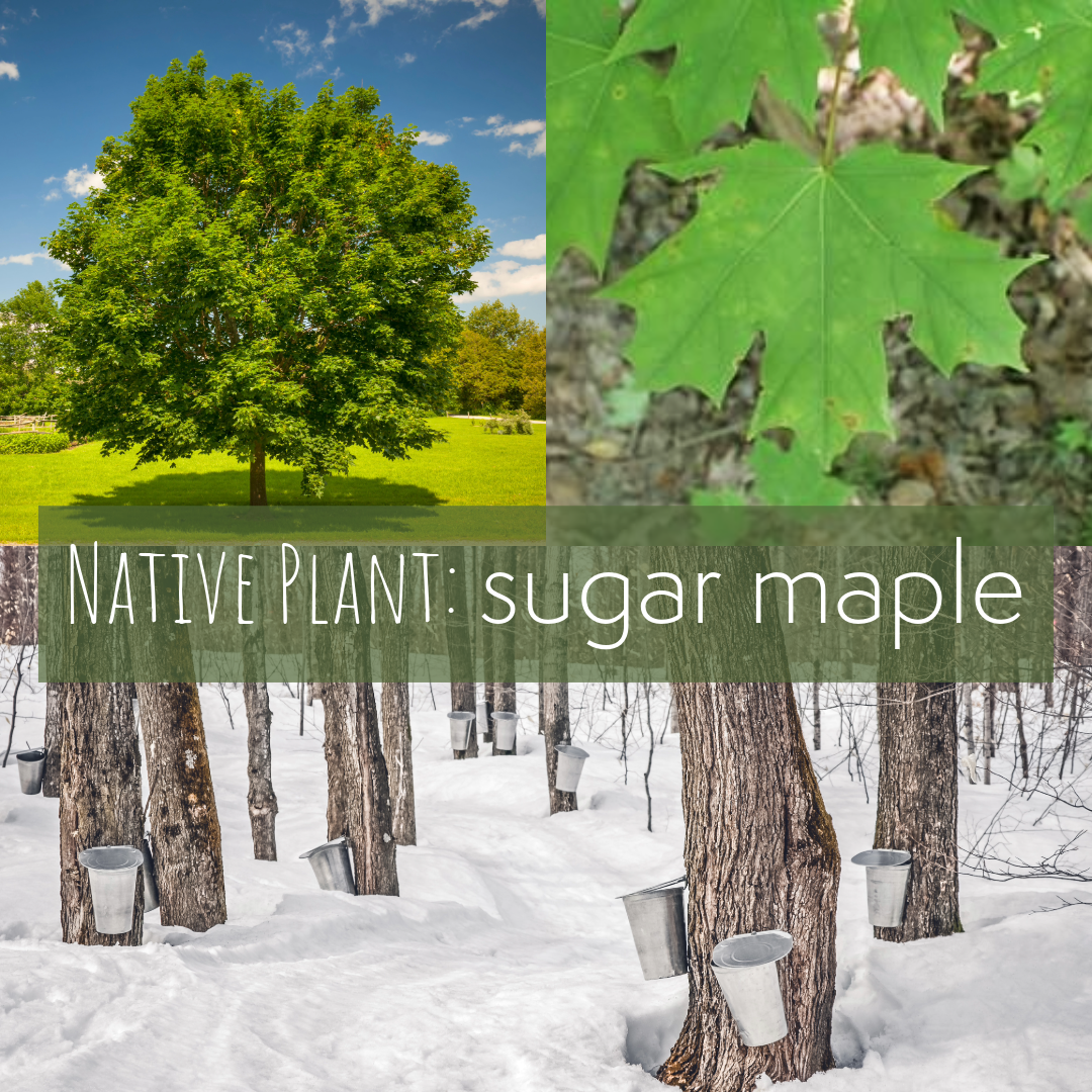 Sugar Maple