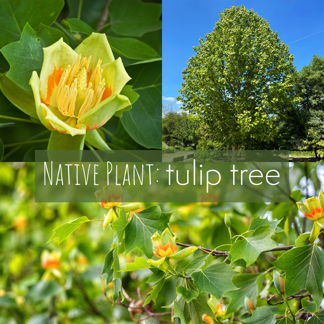 Tulip Tree