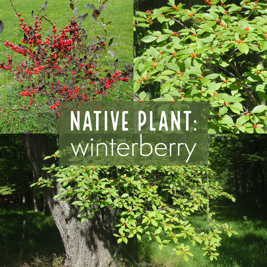 Winterberry