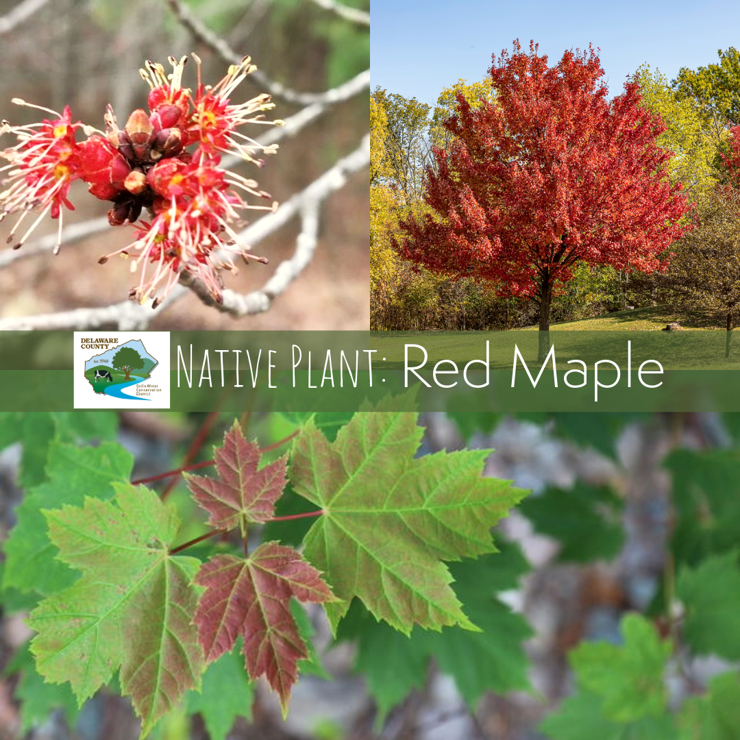 Red Maple