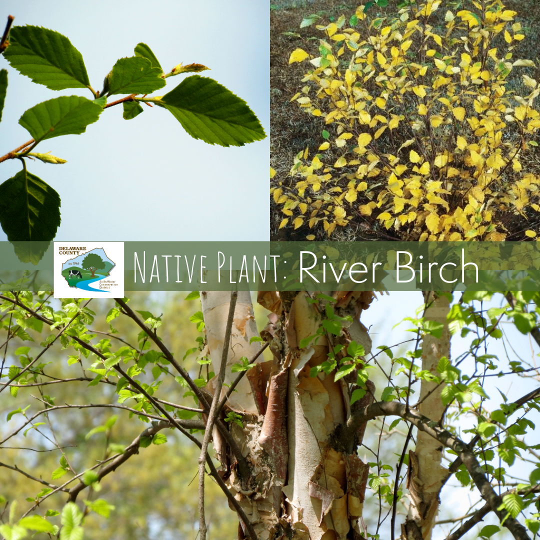 River Birch