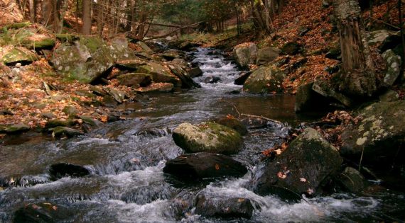 Image looking upstream, forest on either side.