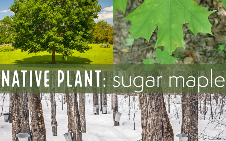 Native plant sugar maple