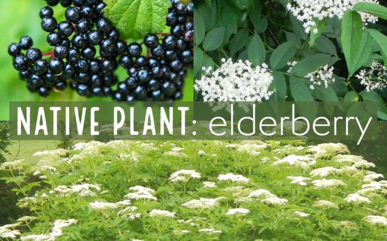 Native plant: elderberry