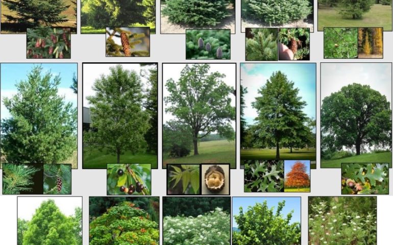 Image of various trees and shrubs featured in annual tree and shrub sale.